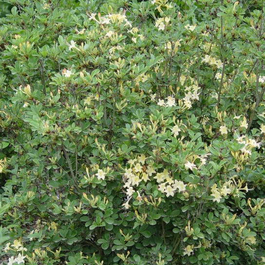 Healthy  Lemon Drop Azalea Plant