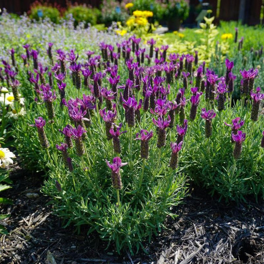 Primavera Spanish Lavender FLowering