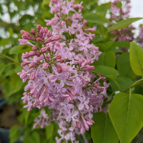 Common Lilac Flowering
