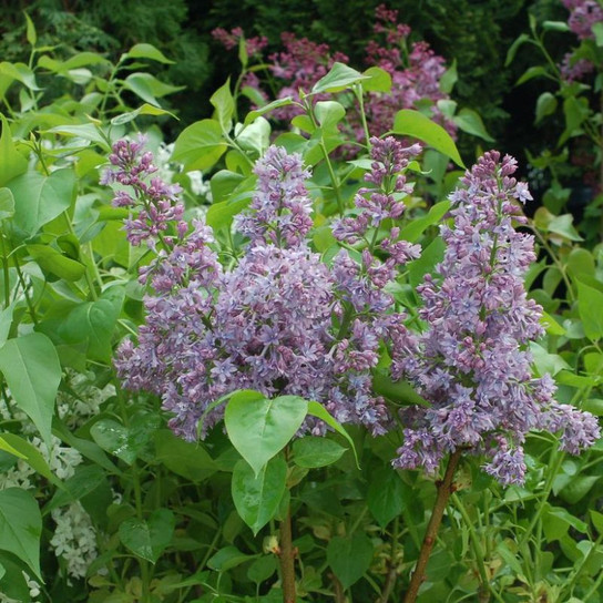 Royal Purple Lilac Flowering