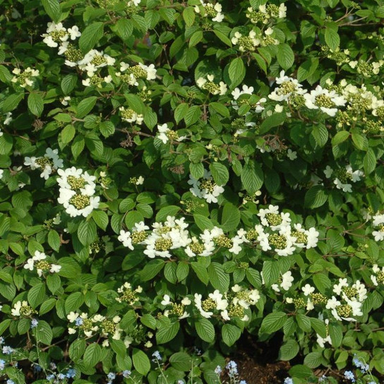 Summer Snowflake Viburnum Flowers and Foliage