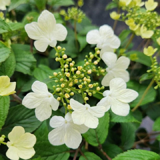 Summer Snowflake Viburnum lacecap flower clusters