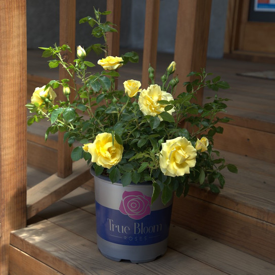 True Friendship blooming in pot