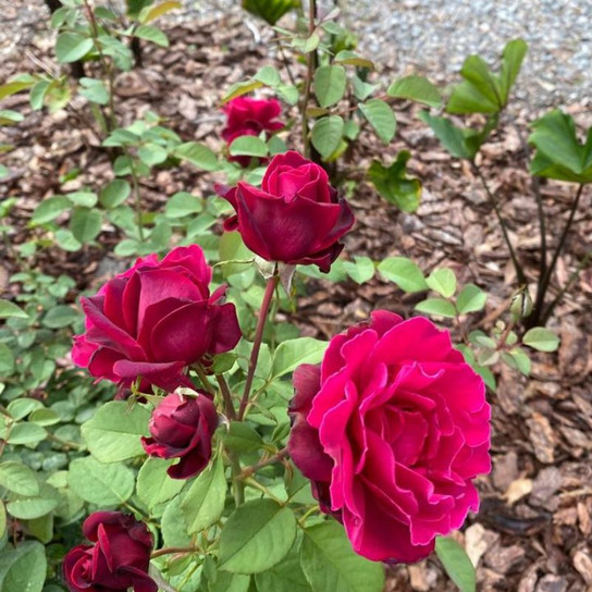 Brindabella Roses™ Crimson Knight Rose Flowering