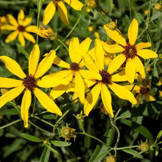 Gold Standard Coreopsis Flowering