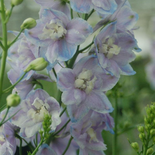 Lavender Guardian Larkspur Flowers Close Up