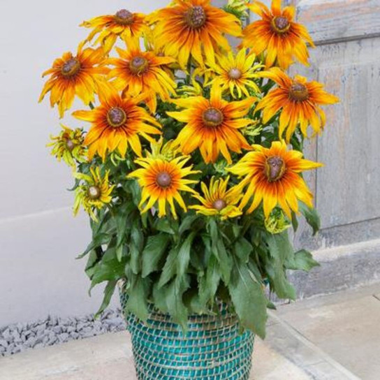 Summerina® Sunchaser Echibeckia Flowers Blooming