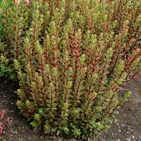 Healthy Double Martini Stonecrop Sedum