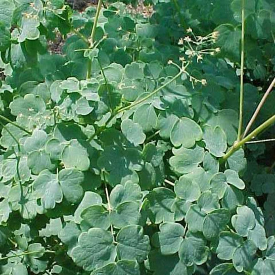 Healthy Early Meadow-Rue