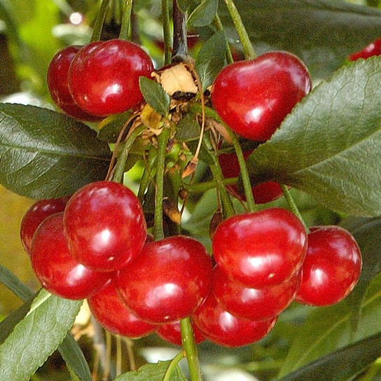North Star Cherry Fruits
