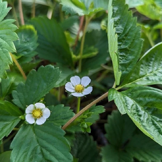 Alpine Strawberry with glossy foliage and white with yellow center flower