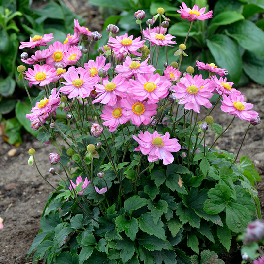 Curtain Call Pink Japanese Anemone with Light Pink Blooms