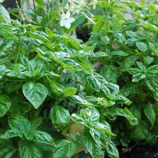 Healthy Mozzarella Basil Plant