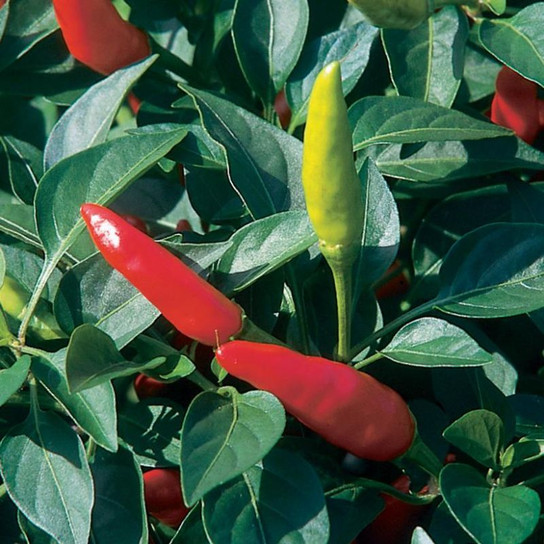 Healthy Super Chile Hot Pepper Plant