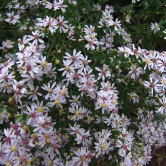 Common Blue Wood Aster  Flowering 