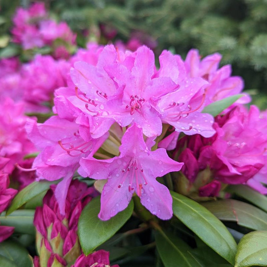 Pink Rosebay Rhododendron Flowers and Foliage 