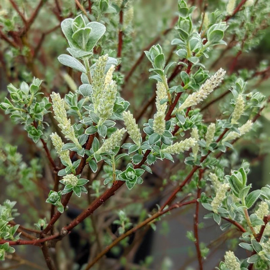 Healthy Creeping Willow