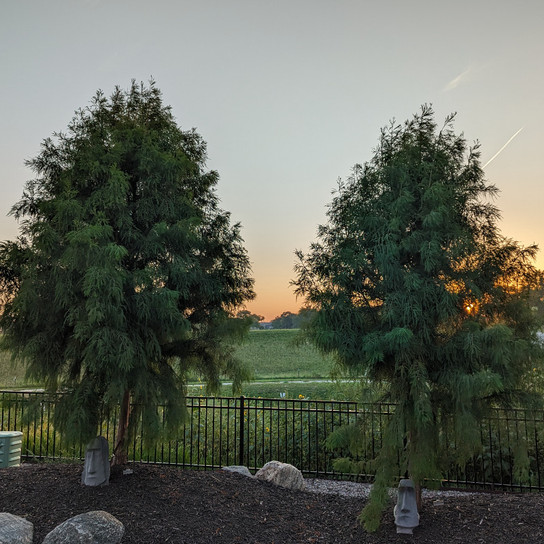 Shawnee Brave Bald Cypress Trees in the Sunset