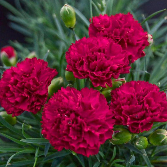 Pinks cranberry red blooms