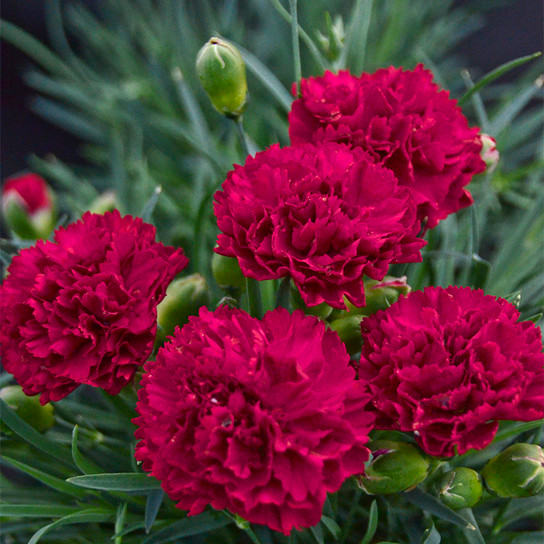 Fruit Punch Cranberry Cocktail Pinks Dianthus with Red Blooms