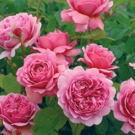 Princess Alexandra of Kent English Rose Blooming