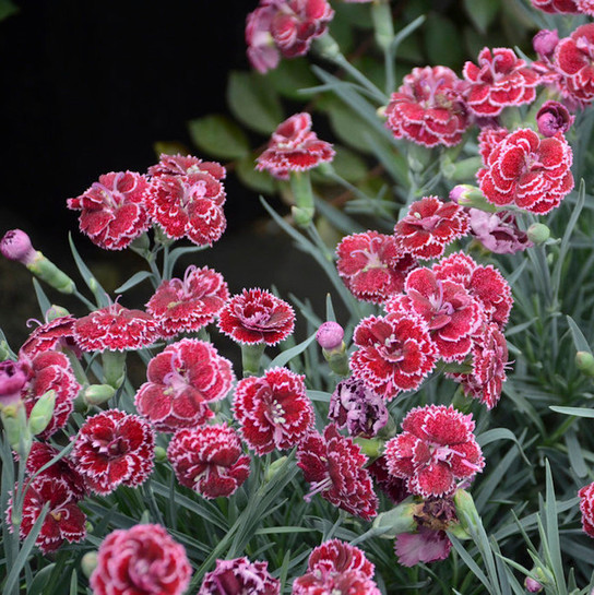 Fruit Punch Black Cherry Frost Pinks Dianthus