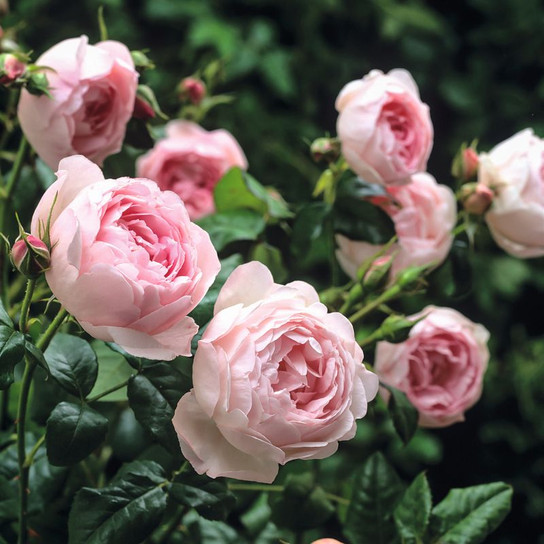 Scepter'd Isle Rose Blooming