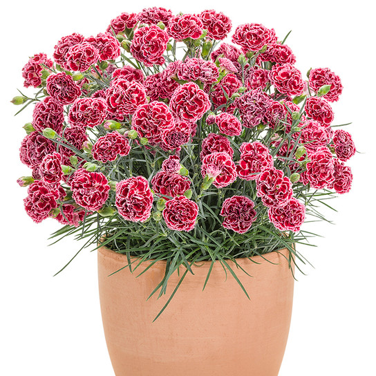 Fruit Punch Cherry Vanilla Pinks Dianthus in Pot with Red Blooms