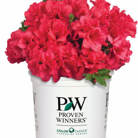  Red Demon Azalea  in Proven Winners