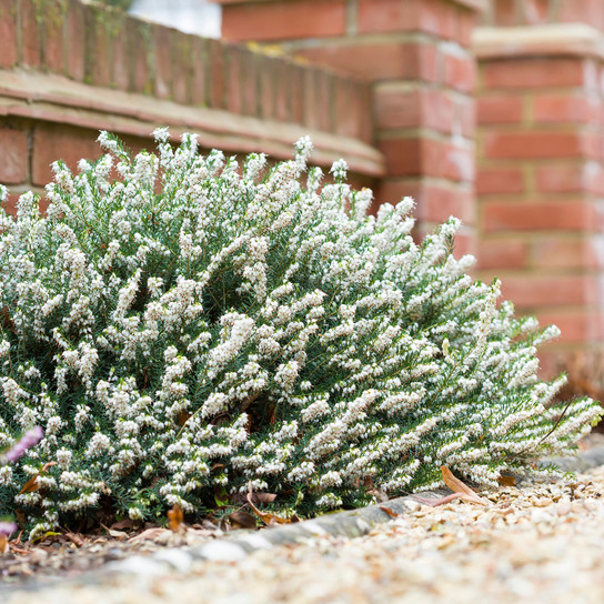 White Perfection Heath Shrub Covered in Blooms