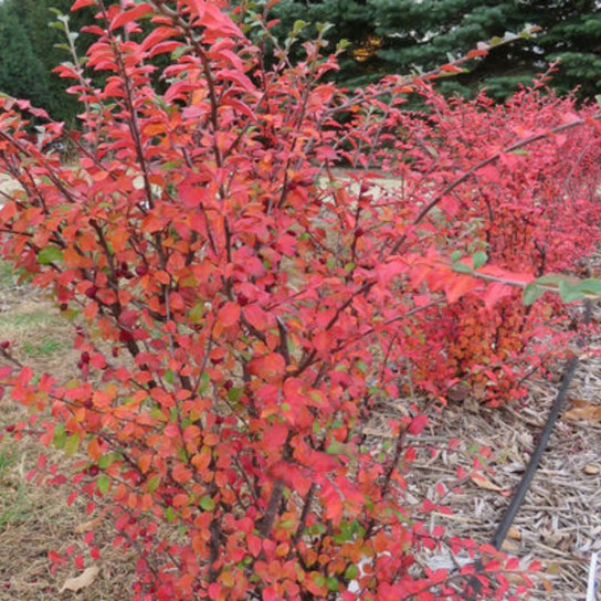 Healthy Autumn Inferno® Cotoneaster