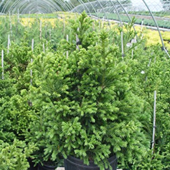 Healthy Black Dragon Japanese Cedar 