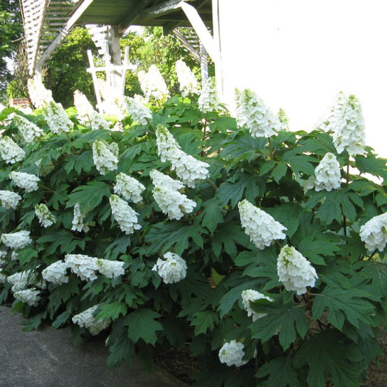 Alice Oakleaf Hydrangea Flowering