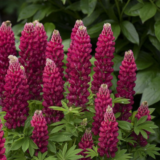  Red Shades Lupine Flowering 