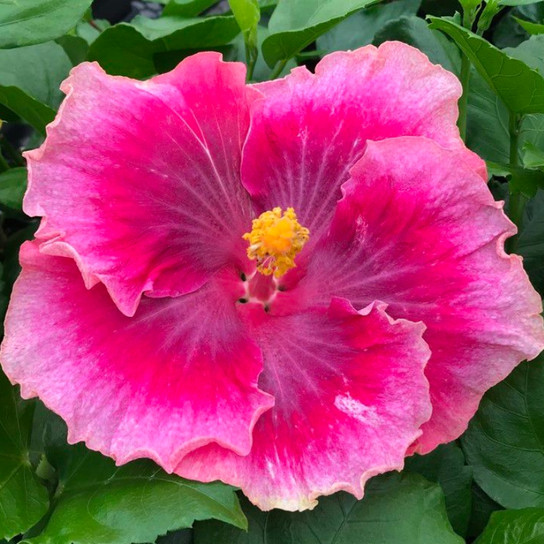 Beautiful Desire Hibiscus Flower Close Up