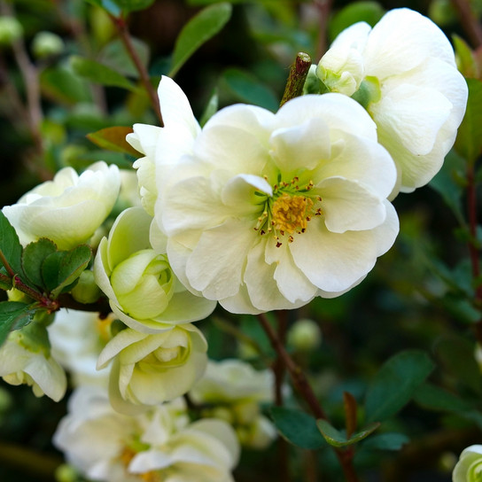 Double Take Eternal White Quince Flower Close Up