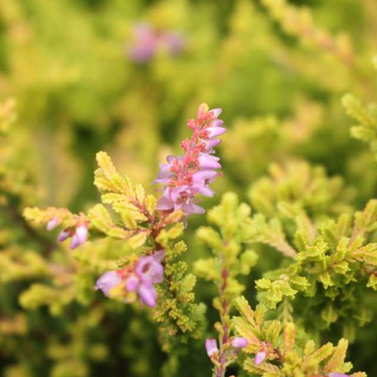 Red Haze Heather Flowers