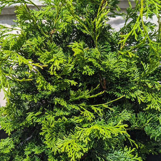 Wells Special Hinoki Cypress Leaves Close Up