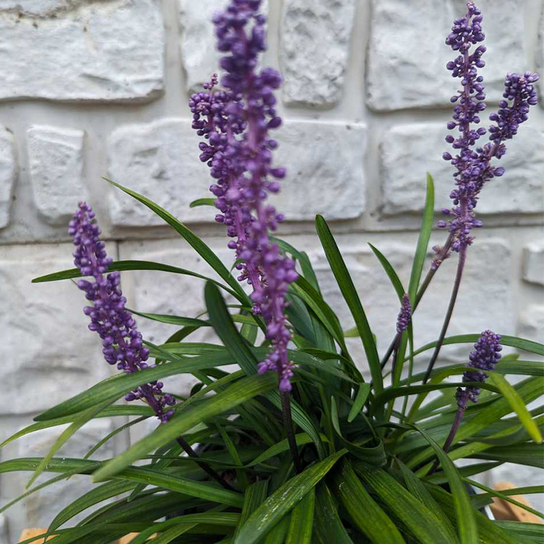 Royal Purple Lilyturf Flowers and Leaves