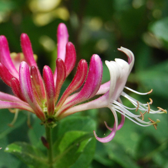 Serotina Honeysuckle Flower