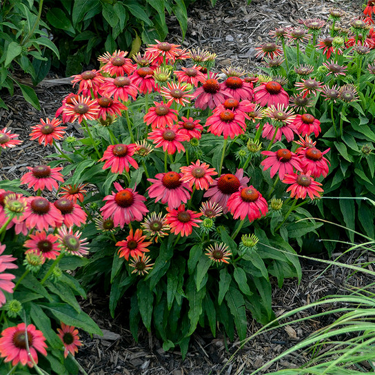 Summersong Firefinch Coneflower in Landscaping