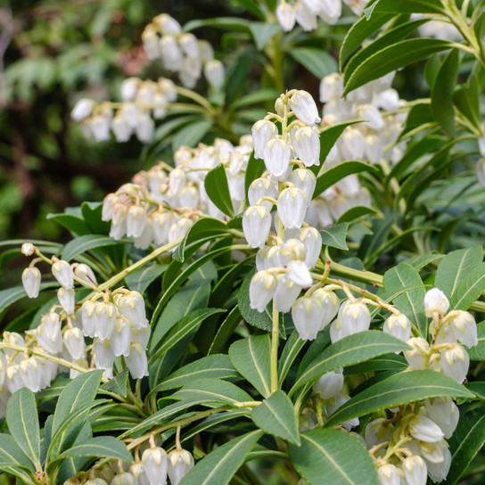 Purity Japanese Pieris Shrub Blooming