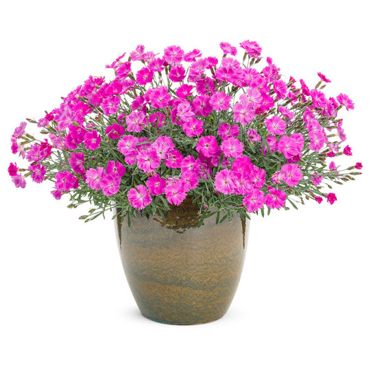 Paint the Town Fuchsia Pinks Dianthus in Pot with Blooms