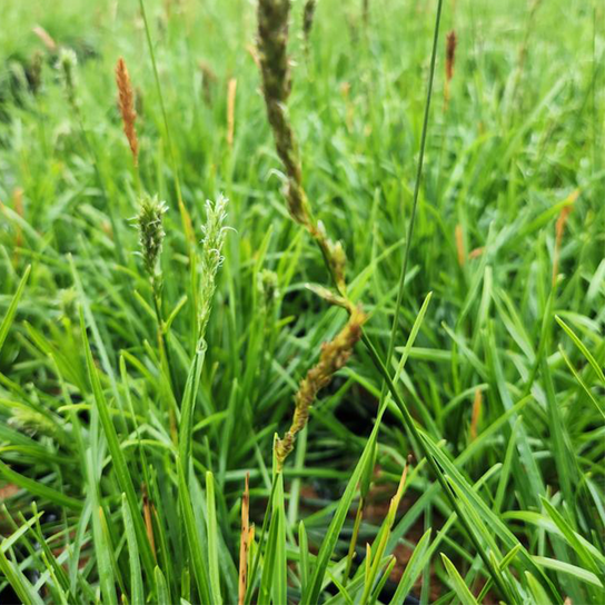Greenlee's Hybrid Moor Grass Foliage