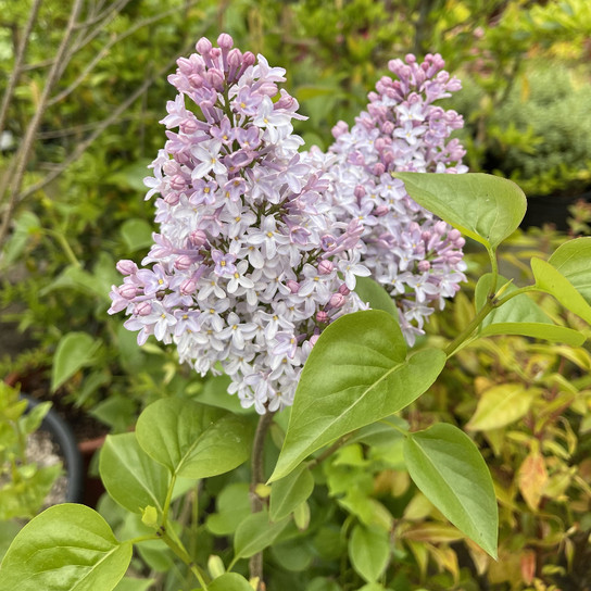 Michel Buchner Lilac Shrub Blooming