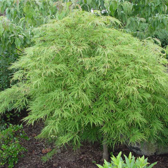 Viridis Japanese Maple Whole Plant