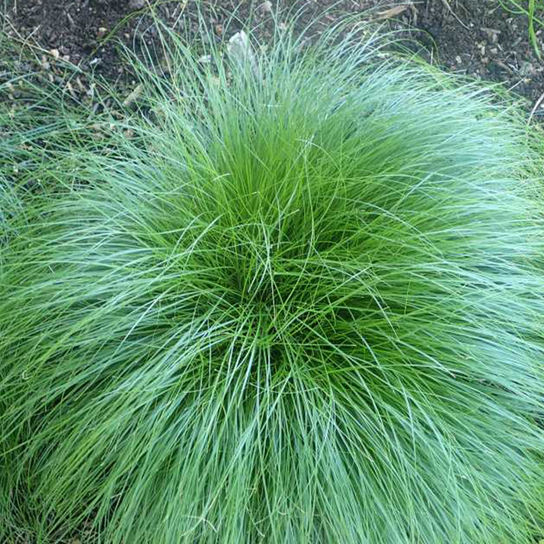 Rosy Sedge Grass Leaves