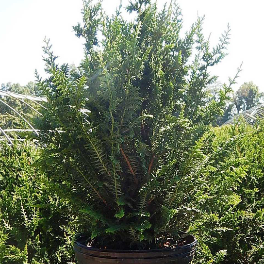 Compact Fernspray Cypress in Pot