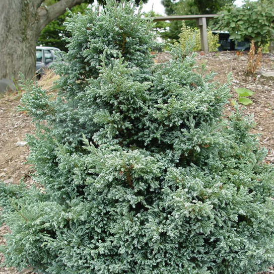 Boulevard Cypress Whole Plant