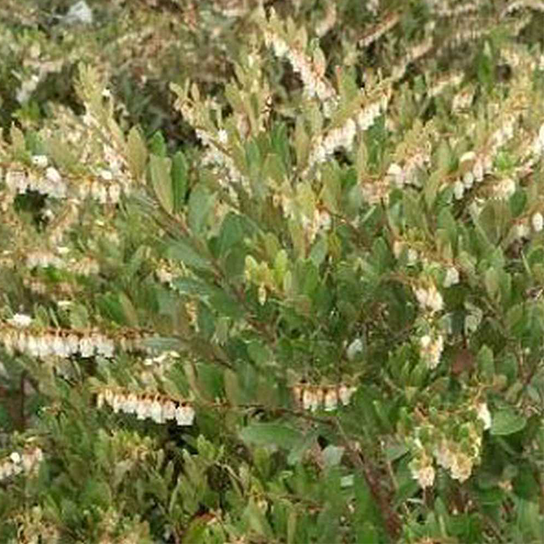 Leatherleaf Leaves